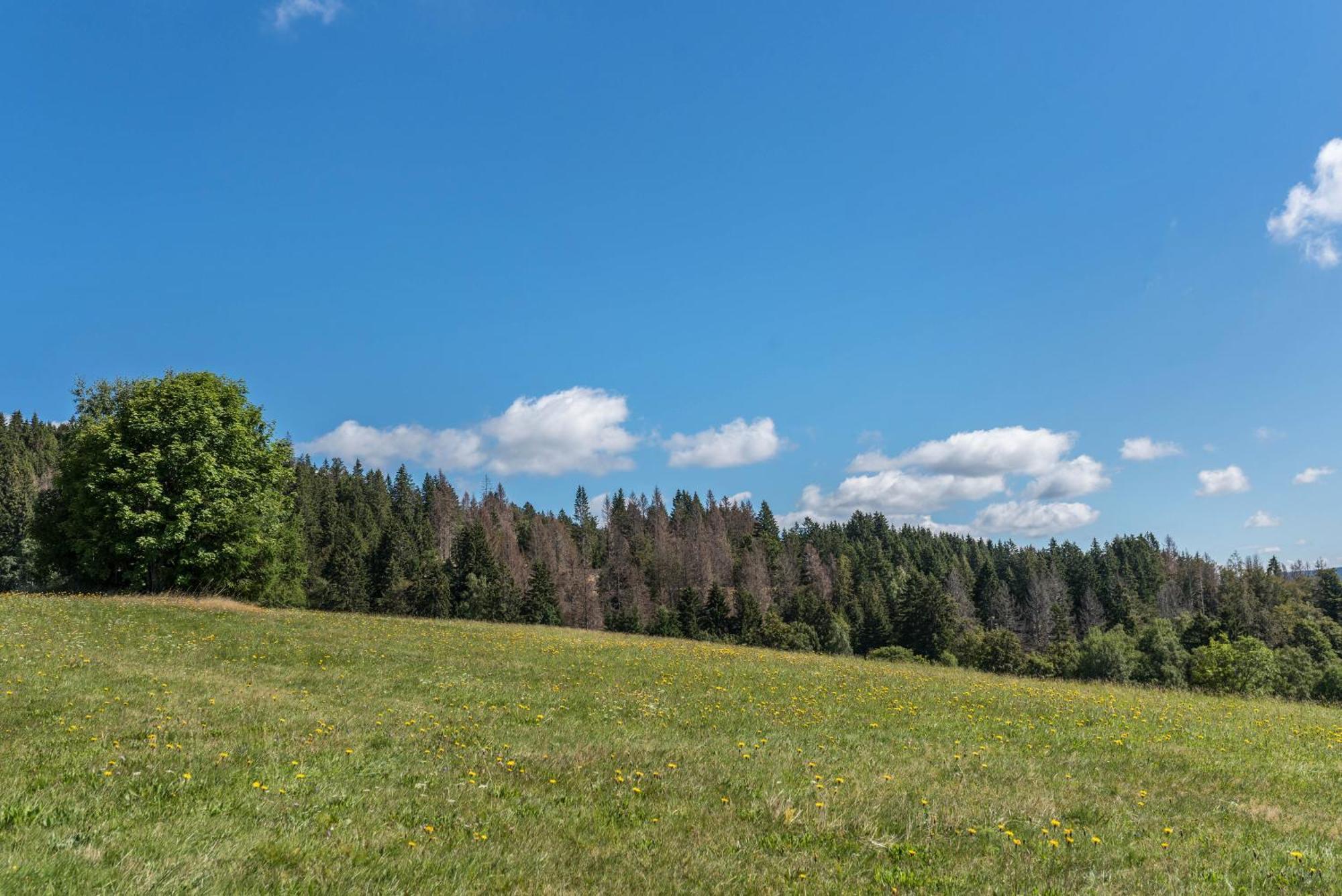 Haus Isele Apartment Urberg Екстериор снимка